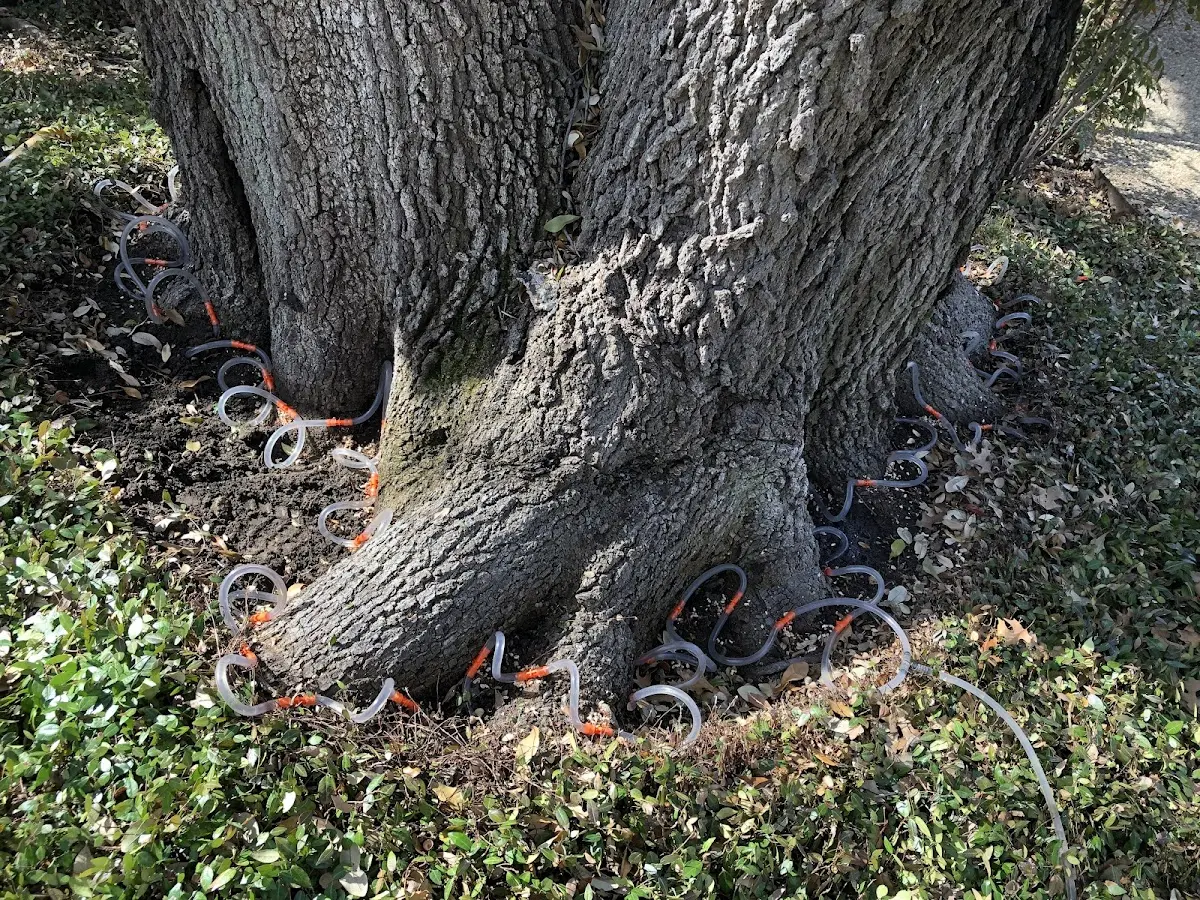 Detailed Tree Cabling and Bracing job site in Willis