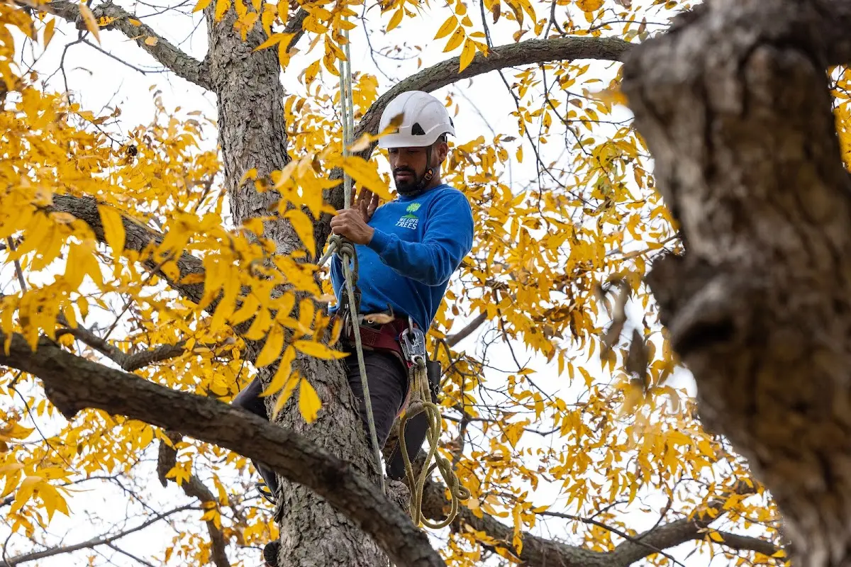 Skilled Tree Trimming crew working in Willis